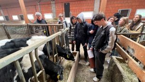 Einige Schülerinnen und Schüler des Leistungskurs Erdkunde begutachten Kühe auf dem Kleinsägmühlerhof.