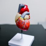 Modell eines menschlichen Herzens